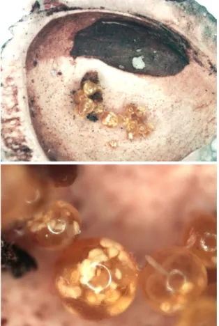 Fig. 1.  Insect parasitic mite found in Japanese apricot seed.내 매실 주산지 중 한 곳인 전라남도 지역의 매실 과원에서 수확을 앞둔 매실이 부패하면서 낙과하였고, 2013년에는 대부분의 과실이 낙과하는 심각한 피해가 발생하였다