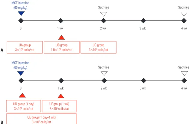 Fig. 1. Study design. (A) Dose-escalation test protocol. The hUCB-MSCs are transfused at 1 week after MCT injection