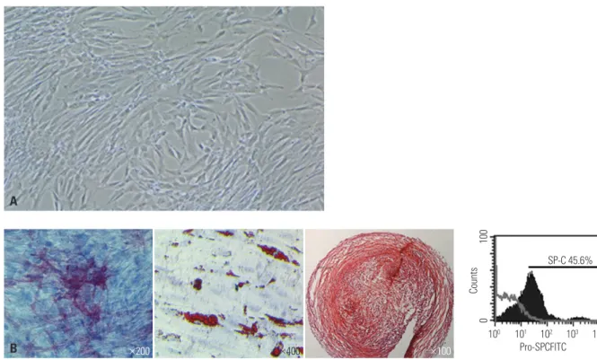 Fig. 3. Differentiation potentiality of hUCB-MSCs on various mesenchymal lineage cells