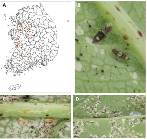 Fig. 1.  Distribution, larvae and adults, and symptoms of Caliothrips tongi in Korea; A, distribution map; B, dorsal view of living adults  (upper, female; lower, male); C, dorsal view of living larvae; D, silver spots on Lactuca indica.