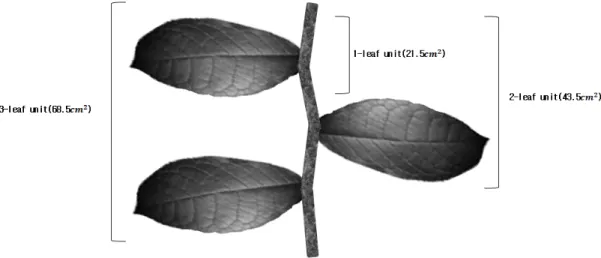 Fig. 2.  The average size of paprika leaves is 23 cm 2 , A 1-leaf unit is one leaf at the of a top, a 3-leaf unit is three leaves at the top and a 9-leaf  unit is a compound leaf.