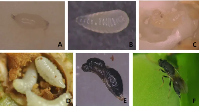 Fig. 2.  Morphological characteristics of each development stage of  Eurytoma maslovskii (A: Egg, B: 1 st  instar larva, C: 2 nd  instar larva, D: 