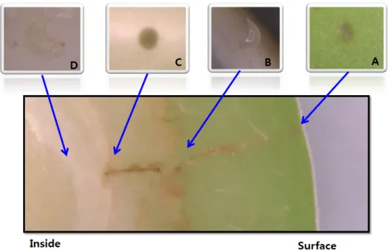 Fig. 4.  Cross-sectional diagram of a  Eurytoma maslovskii oviposition site on a Japanese apricot fruit (A: Surface trace, B: Egg, C: Surface  endosperm, D: 1 st  instar larva).