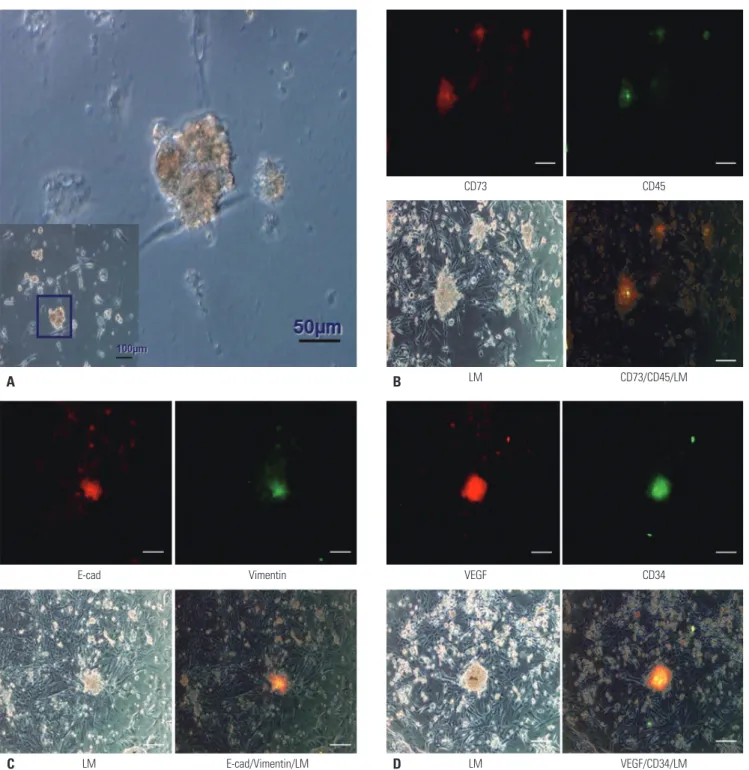 Fig. 2. Characterization of hepatocellular carcinoma-derived cancer stem-like cells. (A) Spheroid formation derived from self-assembly of cancer  stem cells