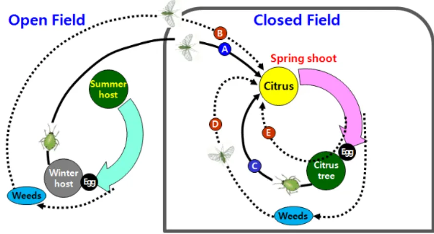 Fig. 1.  Possible colonizing routes of A. gossypii in Mandarin citrus trees grown in non-heating plastic-film houses during the early season