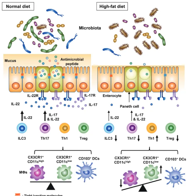 Fig. 2. Changes in the intestinal immunity by HFD. HFD changes intestinal immunity, as well as gut microbiota composition