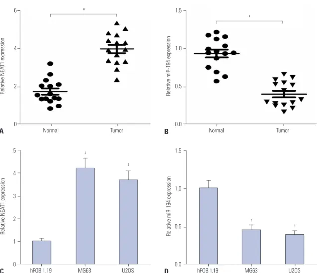 Fig. 1. Expression of NEAT1 and miR-194 in osteosarcoma tissues and cells. (A and B) The expression levels of NEAT1 and miR-194 in osteosarcoma  tissue samples (n=15) and normal tissue samples (n=15) by qRT-PCR analysis