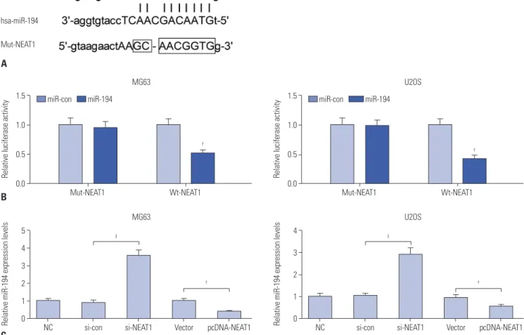 Fig. 4. NEAT1 inhibited miR-194 expression in MG63 and U2OS cells. (A) The binding sequences of miR-194 in NEAT1 were marked