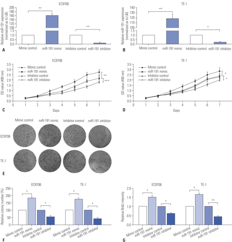 Fig. 3. miR-191 promotes ESCC cell proliferation and invasion in vitro. (A) RT-PCR analysis of miR-191 expression in EC9706 cells transfected with miR- miR-191 mimic or inhibitor and corresponding control