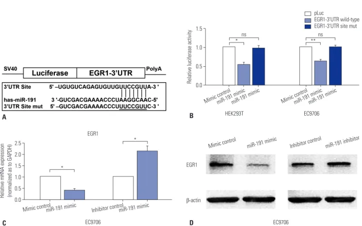 Fig. 4. miR-191 down-regulates EGR1 expression by directly targeting its 3’UTR. (A) Diagram of EGR1 3’UTR-containing reporter construct