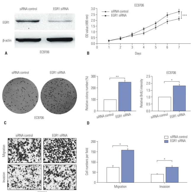 Fig. 5. Down-regulation of EGR1 promotes ESCC cell proliferation and invasion. (A) Western blot analysis of EGR1 expression in EC9706 cells trans- trans-fected with EGR1 siRNA or corresponding control