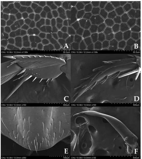 Fig. 2.  Laccophilus difficilis. A: reticulation of pronotum (dorsal aspect); B: reticulation of elytra (dorsal aspect); C: metatibia (ventral aspect); 