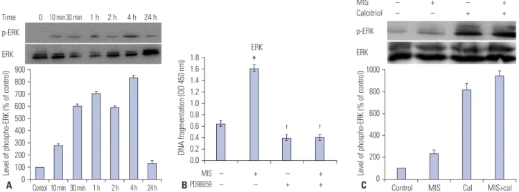Fig. 5. Calcitriol increases MIS-induced ERK phosphorylation in SKOV3 cells. (A) Western blot analysis of ERK and phosphorylated ERK levels in SKOV3  cells treated with MIS