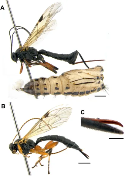 Fig. 2.  Pimpla disparis (A) &amp; Apechthis rufata (B-C). A. Habitus in lateral view, B