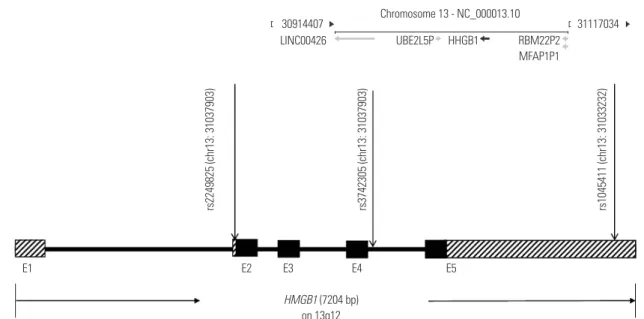 Fig. 1. Genetic map of the three single nucleotide polymorphism (SNP) of the HMGB1. The three long vertical arrows indicate the locations of the  three SNPs