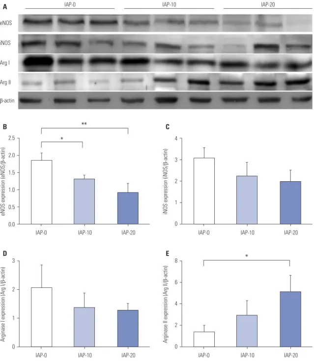 Fig. 2. Effect of CO 2  pneumoperitoneum at different IAPs on eNOS, iNOS, Arg I, and Arg II protein expression