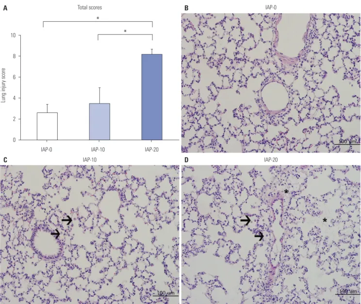 Fig. 5. The effects of different IAPs on histopathological changes in CO 2  pneumoperitoneum-induced lung injury in rats