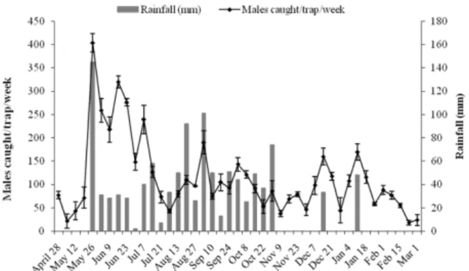 Fig. 1.  Population fluctuation of fruit flies caught in relation to  rainfall (mm) in 2010-2011.