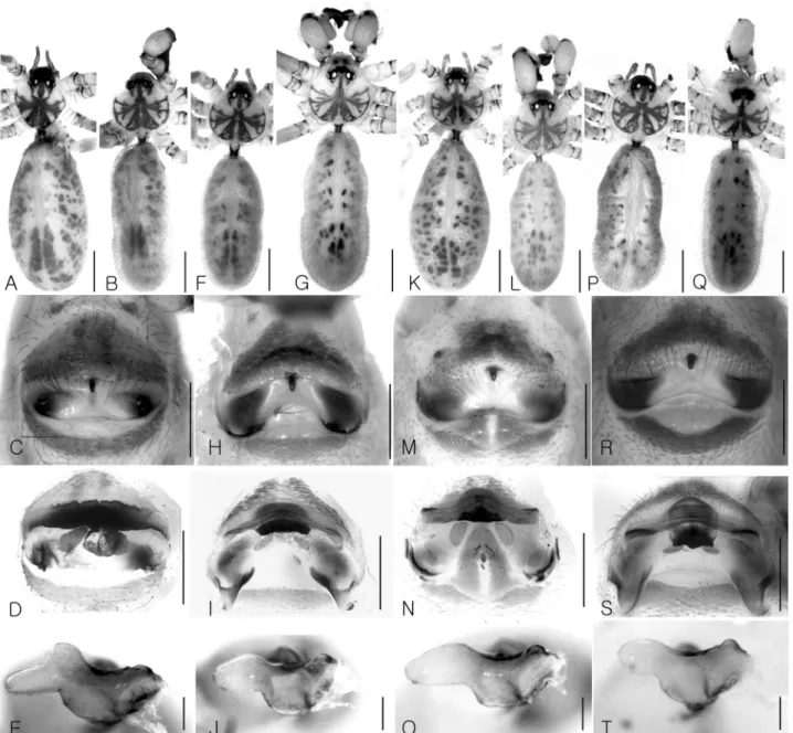 Fig. 1.  A-E; Pholcus chiakensis. F-J; Pholcus gajiensis. K-O; Pholcus juwangensis, P-Q; Pholcus palgongensis