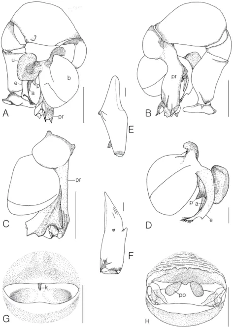 Fig. 2.  Pholcus chiakensis. A; left male palp, prolateral view. B; ditto, retrolateral view