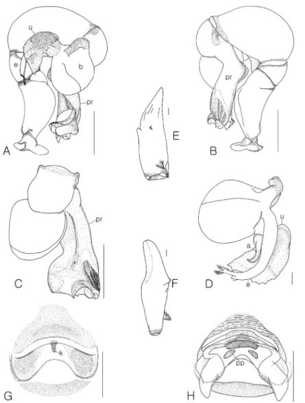 Fig. 3.  Pholcus gajiensis,. A; left male palp, prolateral view. B; ditto, retrolateral view