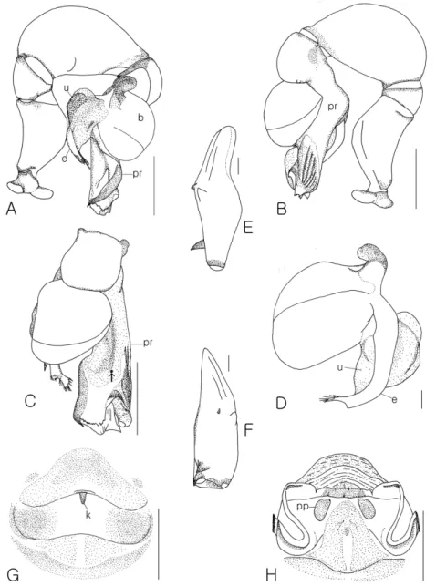 Fig. 4.  Pholcus juwangensis. A; left male palp, prolateral view. B; ditto, retrolateral view