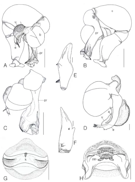 Fig. 5.  Pholcus palgongensis. A; left male palp, prolateral view. B; ditto, retrolateral view