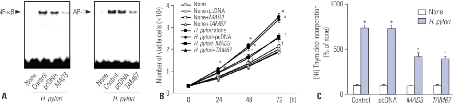 Fig. 1. Activation of NF-κB and AP-1, viable cell numbers, and thymidine incorporation of H