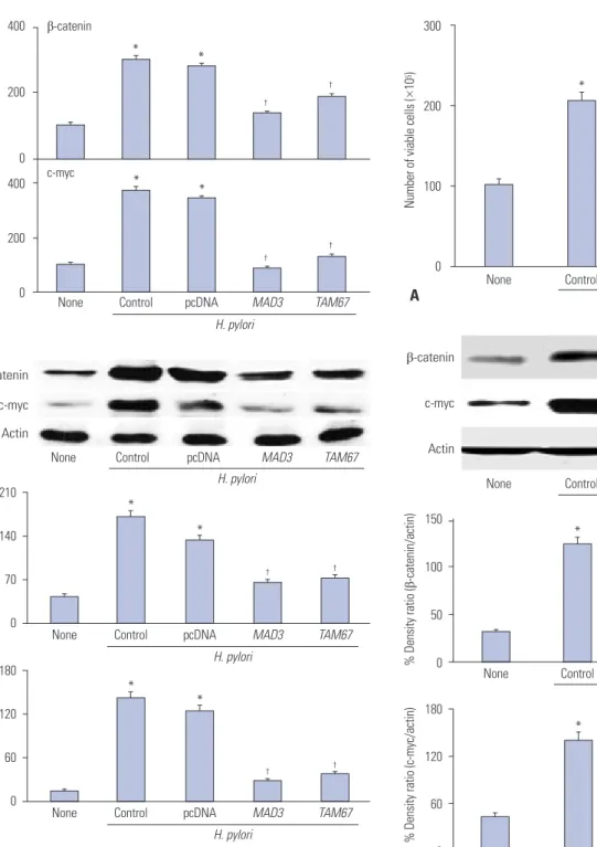 Fig. 3. Viable cell numbers and expression of β-catenin and c-myc of H. 
