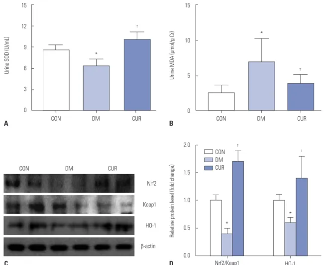 Fig. 4. Effect of curcumin on urine SOD and MDA, Nrf2/Keap1, and HO-1 protein expression in the urine or renal cortex