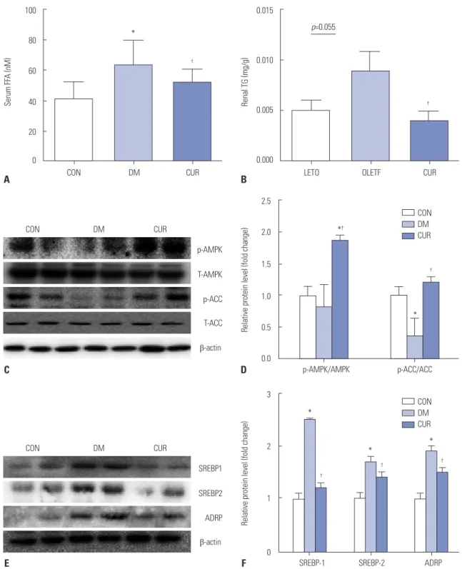 Fig. 5. Effect of curcumin on FFA, renal triglyceride (TG), AMPK, ACC, SREBP-1, SREBP-2, and ADRP protein expressions in renal cortex