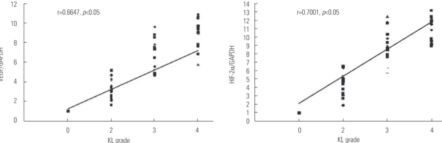 Fig. 2. HIF-2 α  mRNA levels exhibited a positive correlation with radiographic severity of knee OA (r=0.7001, p<0.05); VEGF level was correlated with the ra- ra-dio-graphic severity (r=0.6647, p<0.05)
