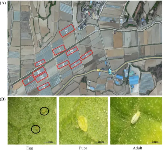 Fig. 1.  Sampling sites of  Bemisia tabaci in the Oriental melon farms in Andong, Korea