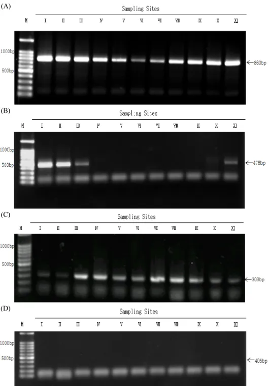Fig. 2.  Biotype determination of  Bemisia tabaci using diagnostic primers. (A) PCR using universal primers to diagnose B