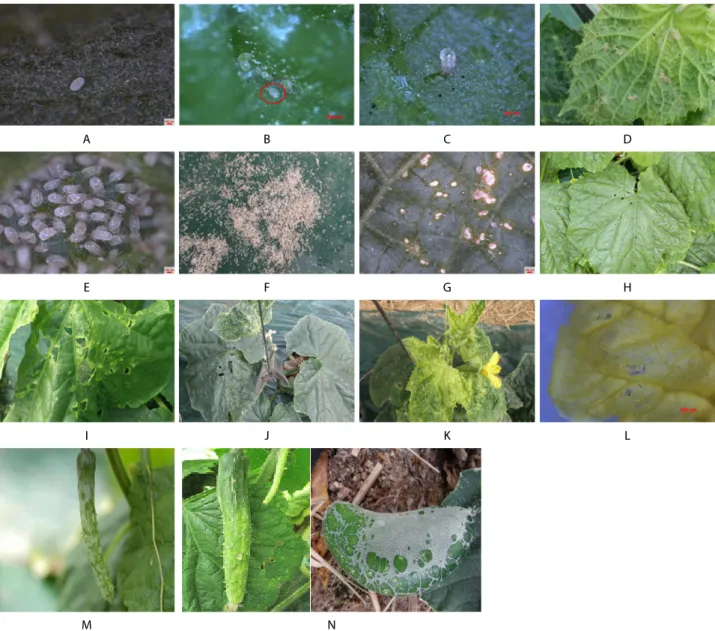 Fig. 2.  The symptoms of damage by Tyrophagus neiswanderi on leaf, flower, and fruit of cucumber