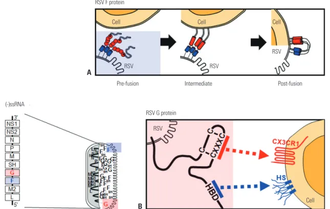 Fig. 1. RSV genome, proteins, and their functions. In the schematic diagram of the RSV genome, 10 genes are indicated in the order NS1-NS2-N-P-M-SH- NS1-NS2-N-P-M-SH-G-F-M2-L