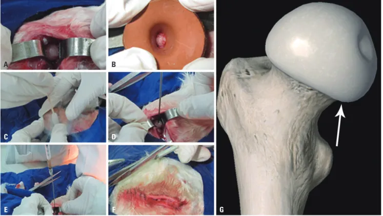 Fig. 1. Operation process of the establishment of rabbit model by liquid nitrogen freezing