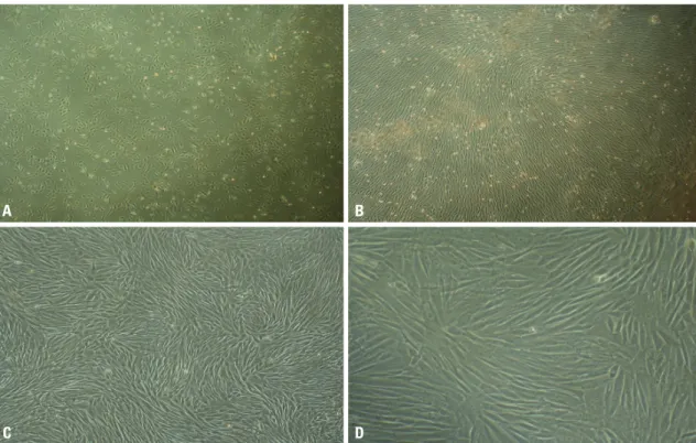 Fig. 2. Morphology of cultured rPBMSCs. (A) Primary colony growth of rPBMSCs for 3 d ×40