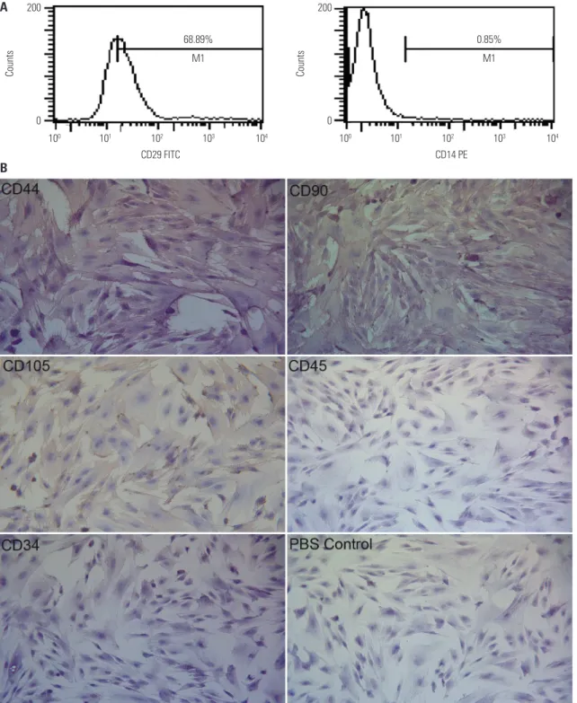 Fig. 3. Phenotypic analysis of mobilized rPBMSCs. (A) Demonstration of the positive expression of CD29 and the negative expression of CD14 by FCM