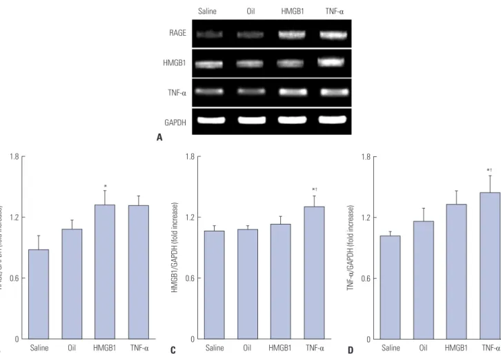 Fig. 4. The relative mRNA levels in induced atherosclerosis of rabbit iliac artery. Reverse transcription (RT)-PCR analysis of RAGE, HMGB1, and TNF-α  mRNA expression in iliac arteries from four groups of rabbits A
