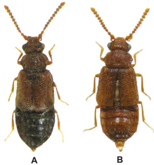 Fig. 1  Habitus. A, Eudectus japonicus Zerche, male, 2.6 mm; B, E. 
