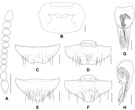 Fig. 3.  Eudectus rufulus. A, antenna; B, prothorax, ventral aspect; C, male tergite VIII, dorsal aspect; D, male sternite VIII, ventral aspect; E,  female tergite VIII, dorsal aspect; F, female sternite VIII, ventral aspect; G, aedeagus, dorsal aspect; H,