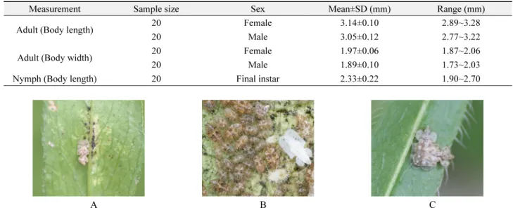 Fig. 2.  Morphological comparison of  Corythucha marmorata female and male adults.
