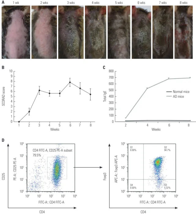 Fig. 1. Induction of AD-like skin lesions in NC/Nga mice and isolation of CD4 + CD25 +  Treg cells using MACS ® 