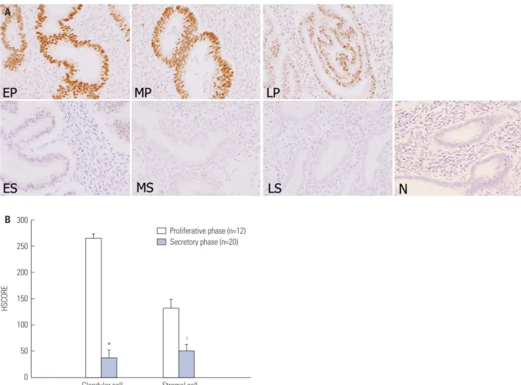 Fig. 2. Representative micrographs (A) (×200) of progesterone receptor-B immunostaining in the eutopic endometrium of the control subjects throughout  the menstrual cycle and HSCOREs (B)