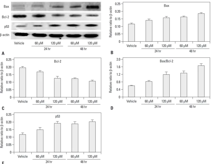 Fig. 2. The effect of anthocyanin on p53, Bax, and Bcl-2 Expression in DU-145 cells. (A) Western blot analysis of p53, Bax, and Bcl-2