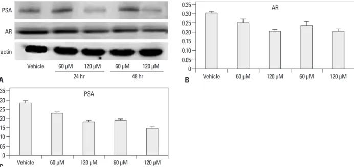 Fig. 3. The effect of anthocyanin on PSA and androgen receptor expression in DU-145 cells