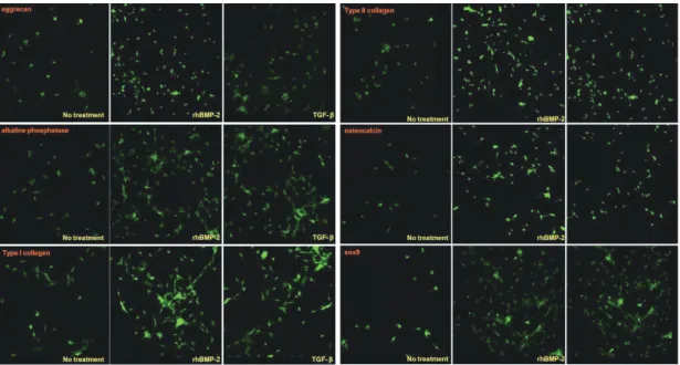 Fig. 3. Immunostaining of human IVD cells for aggrecan, alkaline phosphatase, type I collagen, type II collagen, osteocalcin, and Sox9 in  group 1 (mild degenerative IVD) after rhBMP-2 and TGF- β treatment