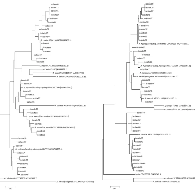 Fig. 1. Unrooted neighbor-joining phylogenetic trees based on gyrB, show-