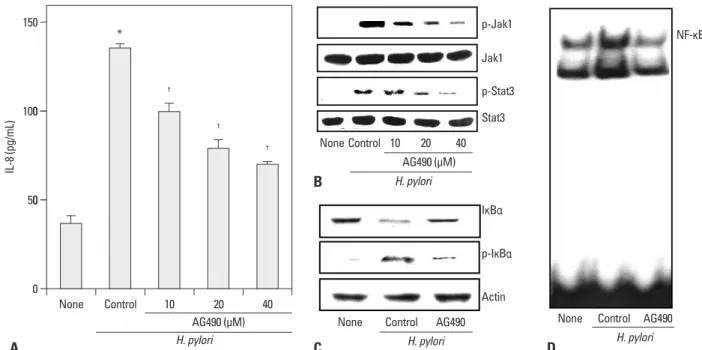 Fig. 1. Effect of AG490 on H. pylori-induced increase of IL-8 levels in the medium, activation of Jak1/Stat3, phosphorylation of I κBα, and NF-κB-DNA binding  activity in AGS cells